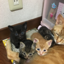 5月27日生まれの猫ちゃん里親募集