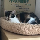 1歳　頭のいい美猫♂とてもきれいな三毛ちゃん