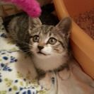 子猫2ヶ月（推定4月末生まれ）キジトラ白、お目目パッチリキュート...