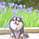 犬見知りの愛犬のお友達になって下さい🎶