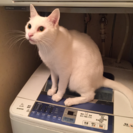 どうか助けてください