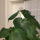 セキセイインコ✴︎白✴︎