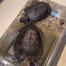 亀2匹の里親募集です。