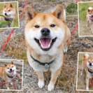 倉敷市玉島阿賀崎で柴犬行方不明