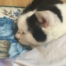 成猫だけど里親募集しています