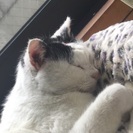 成猫だけど里親募集しています - 岡崎市