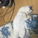 成猫だけど里親募集しています − 愛知県