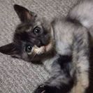 とっても人懐っこい美形親子猫ちゃん