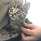 生後1ヶ月以内の猫ちゃん💓