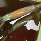 船釣り仲間募集🐟 - メンバー募集