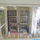 犬小屋の清掃作業　子犬の世話などの軽作業の画像