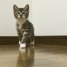 子猫3ヶ月