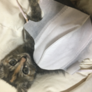 生後1ヶ月以内の可愛い子猫ちゃん♡