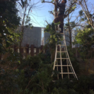 木の伐採 庭の手入れ致します。【狭山市 飯能市 所沢市 川越市 鶴ヶ島市】 − 埼玉県