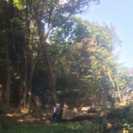 木の伐採 庭の手入れ致します。【狭山市 飯能市 所沢市 川越市 鶴ヶ島市】 - 便利屋