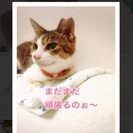 高齢猫に最後のお家を与えて下さい。