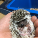 ハリネズミの赤ちゃん欲しい方