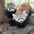 7月15日(7/15)  大人の遠足！ホッキョクグマやライオンを...