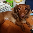 ダックスフンド　メス2歳里親募集中