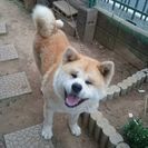 愛嬌ある秋田犬