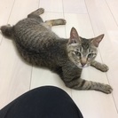 親子の保護猫ちゃんです。