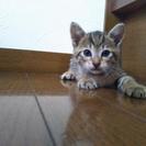 3ヶ月　オスの子猫
