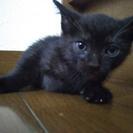 3ヶ月　メスの子猫