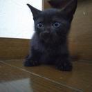 3ヶ月黒オス