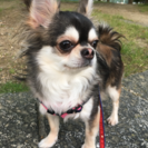 犬友欲しいです(*'ω'*)