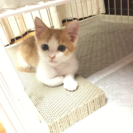 茶トラ白  家族になってくれる方募集