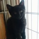 黒ちゃんの画像