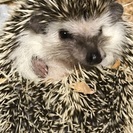 ハリネズミ　オス　３月生まれ