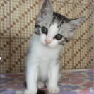子猫オス2匹  里親様決まりました