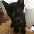 5/27生まれの子猫ちゃん 里親さん再募集