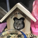 ジャンガリアンハムスターの赤ちゃん🐹