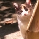 ちび三毛猫