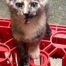 眉毛と鼻筋模様がある子猫です。