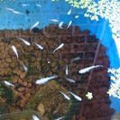 白メダカ 卵 30個 ＋α