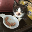 子猫(生後１ヶ月程)