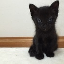 生後２か月の茶トラちゃんと黒ちゃんの兄弟です！ - 泉南郡