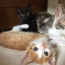 生後２か月の茶トラちゃんと黒ちゃんの兄弟です！ - 猫