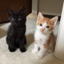 生後２か月の茶トラちゃんと黒ちゃんの兄弟です！ - 里親募集