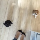 生後２か月の茶トラちゃんと黒ちゃんの兄弟です！ − 大阪府