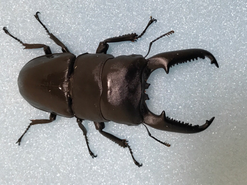 ☆パラワンオオヒラタ幼虫☆