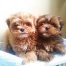 犬のお手入れ＆トリマーさん、ご協力頂ける方を募集中です