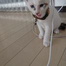 約2ヵ月の子猫