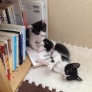 5/29産まれの子猫の里親募集 - つくば市