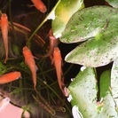 🍀東天光 繁殖用2ペア🍀(楊貴妃 ヒカリ体型)の画像