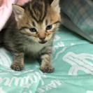 子猫の里親さん募集中
