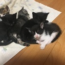 生後1ヶ月の可愛い仔猫たち